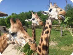 Příměstský tábor Robinson Praha Libeň 2026